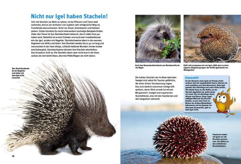 Preview: Entdecke die Igel
